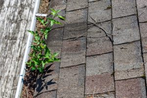 Roof Maintenance